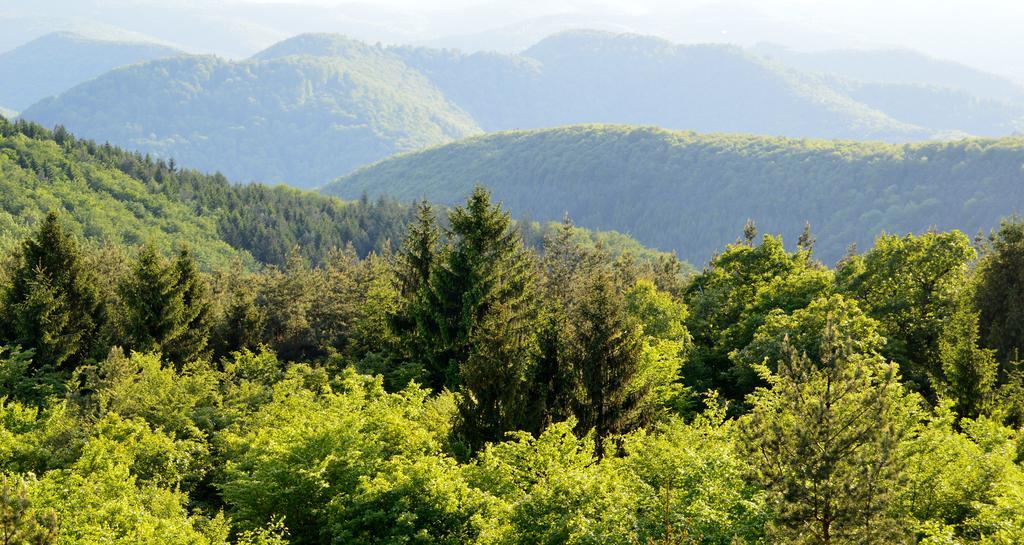 Le Gite De L'Ecureuil Sturzelbronn Esterno foto